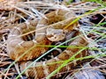 Coiled Northern Pacific Rattlesnake, Castella, California, USA